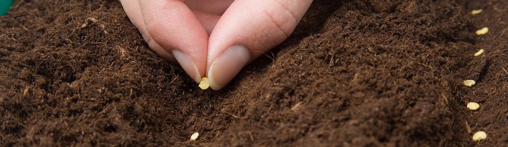 Pimentos - Como semear, cuidar e colher? Pimentos - Como semear, cuidar e colher?