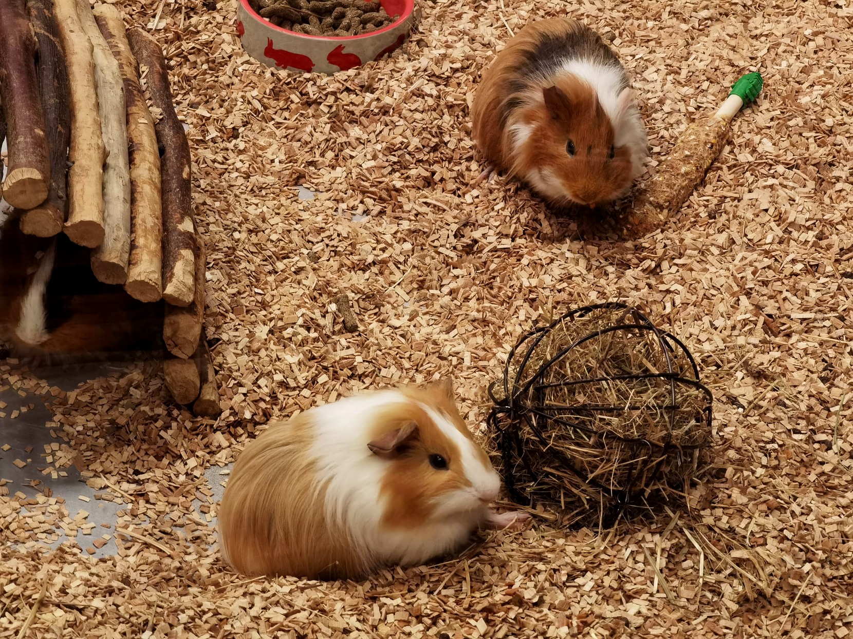 Roedores e Coelhos: 7 Dicas de higiene e cuidados para o seu animal de estimao