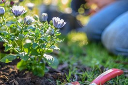 5 Benefícios de plantar flores na primavera