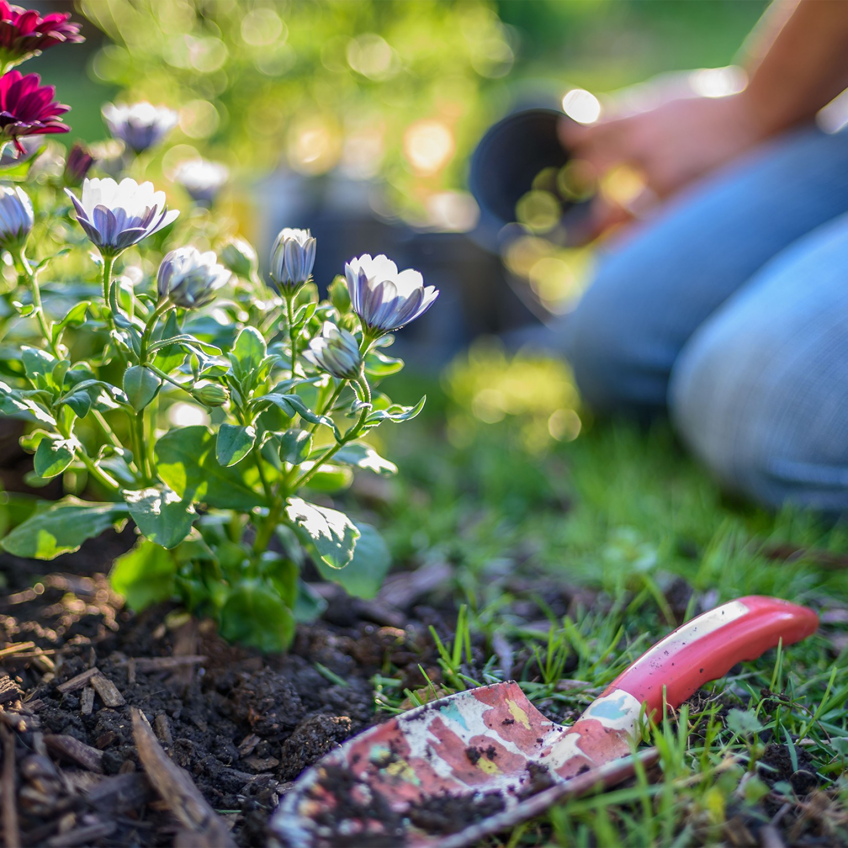 5 Benefcios de plantar flores na primavera