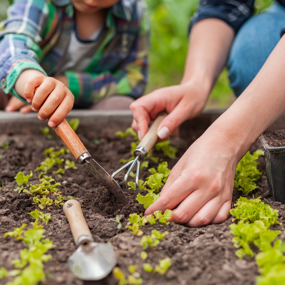 5 Benefcios de cultivar os prprios vegetais