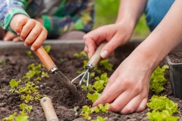 5 Benefícios de cultivar os próprios vegetais