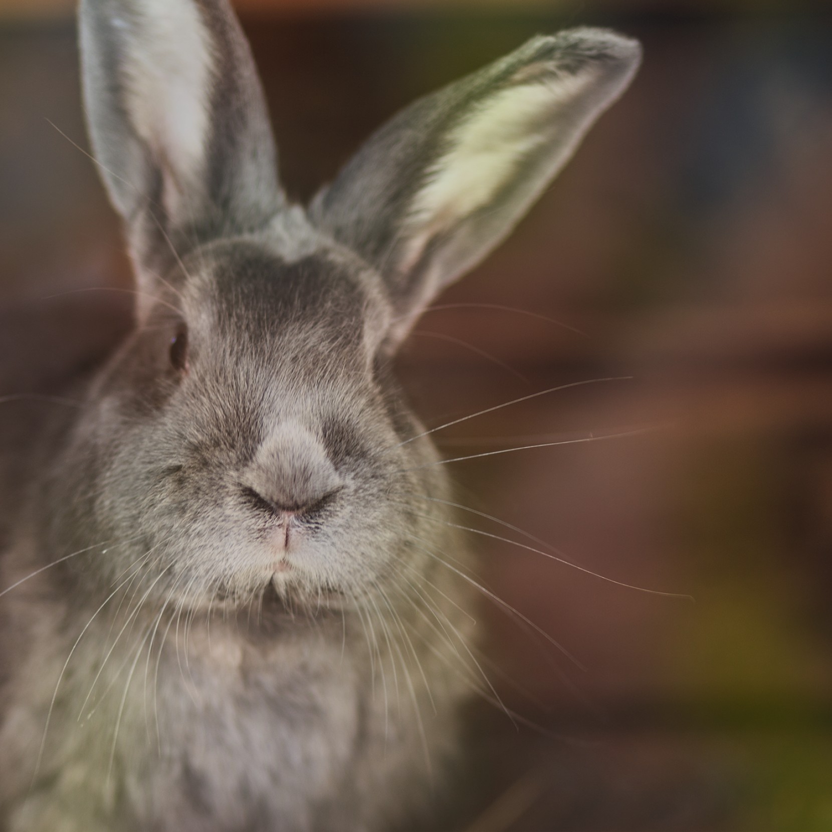 Dicas para fazer criao de coelhos