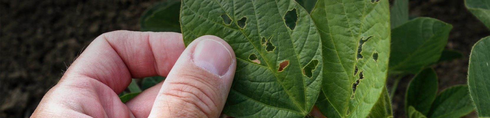 Controlo de Pragas Agrícolas Controlo de Pragas Agrícolas