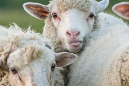 Cuidados a ter com as suas ovelhas no inverno