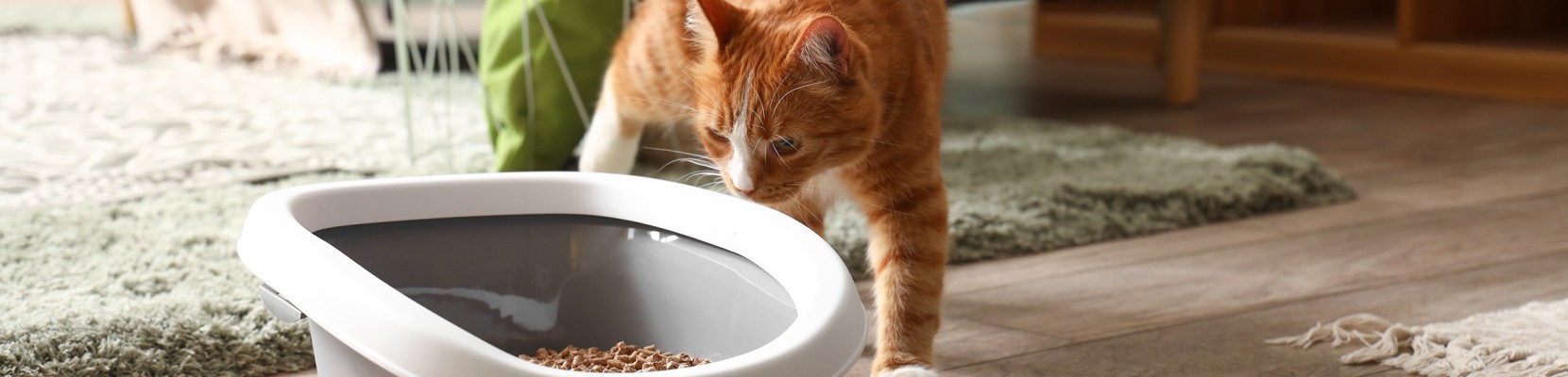 Sabe qual  a melhor areia para gatos? 5 conselhos para uma escolha acertada