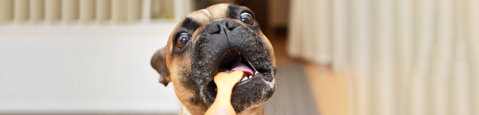 Diferenas de Snacks Para Ces