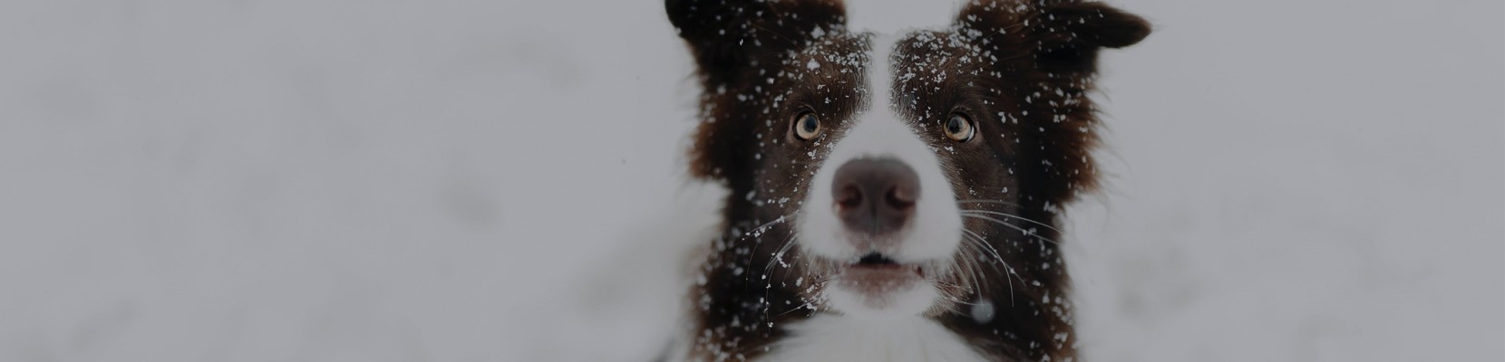 6 dicas para Cuidar do seu Co no Inverno