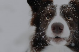 6 dicas para Cuidar do seu Cão no Inverno