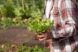 5 dicas para comear uma horta sustentvel