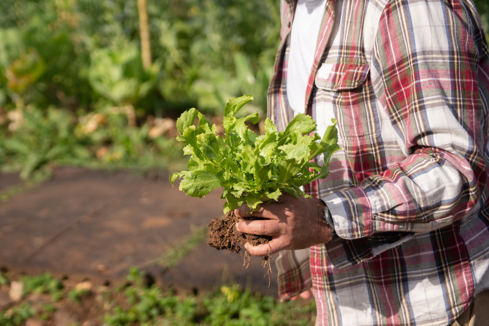 5 dicas para comear uma horta sustentvel