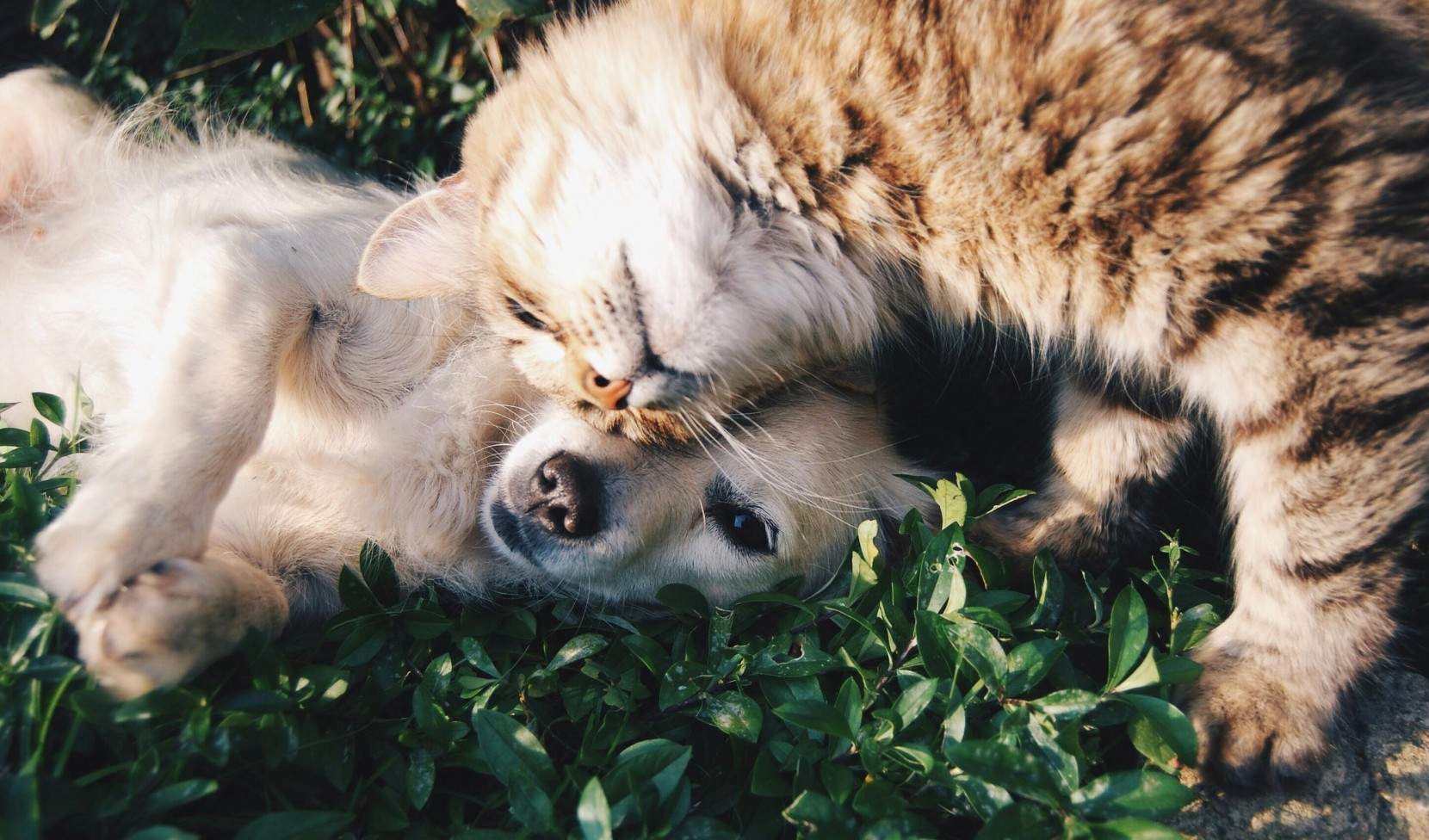 Benefcios da alimentao natural para animais de companhia