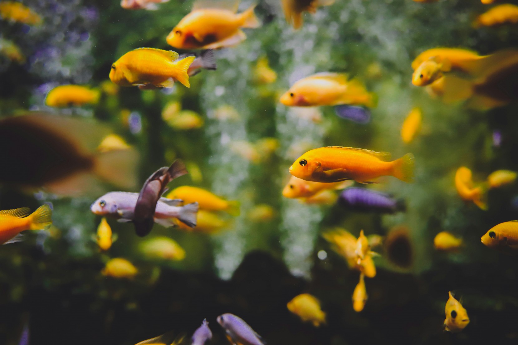 Dicas para tratar peixes de aqurio de gua fria e de gua quente
