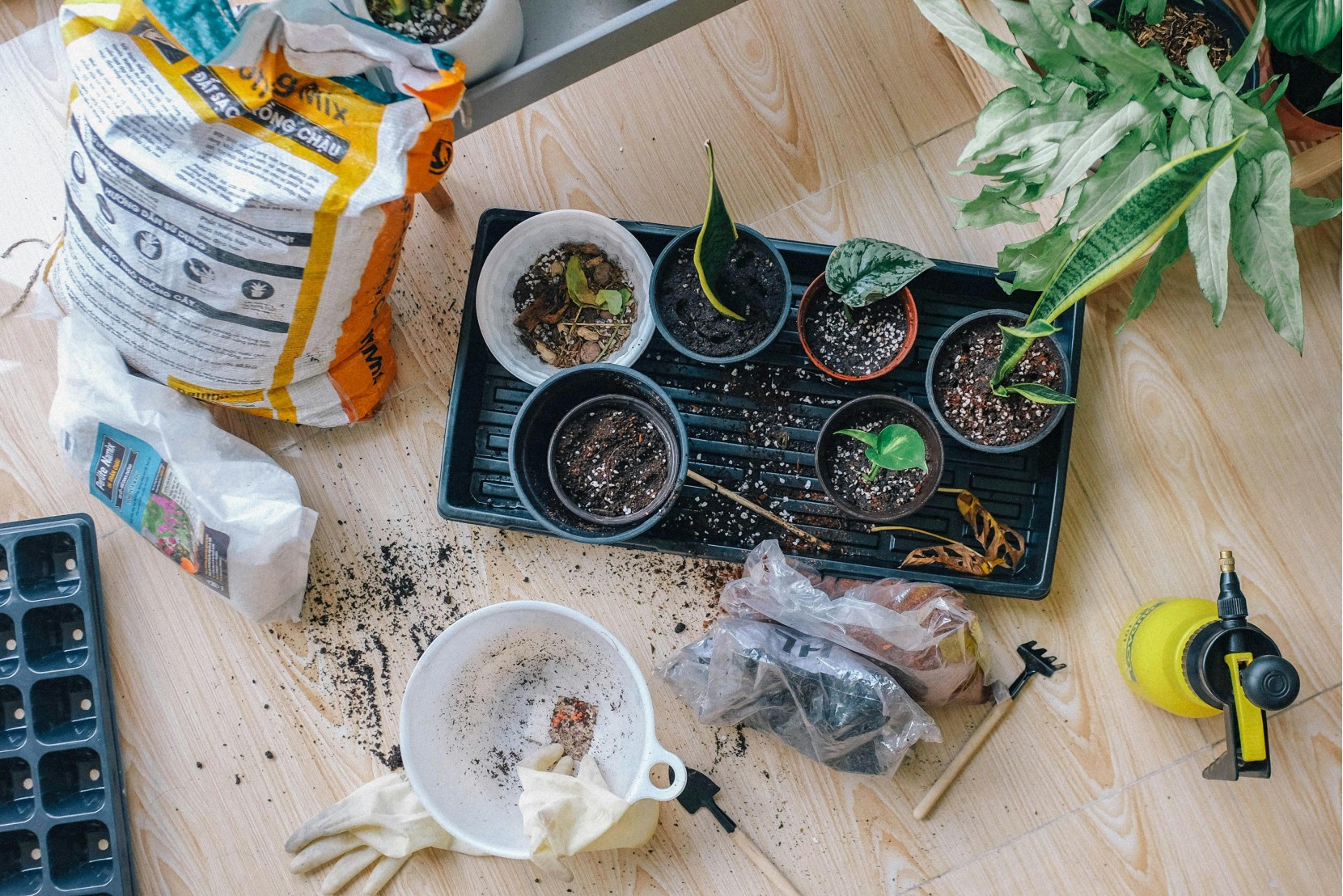 Repotting: quando e como transferir plantas para vasos maiores