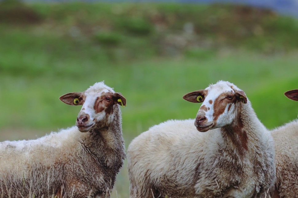 A importncia dos Animais de Quinta na Agricultura Sustentvel