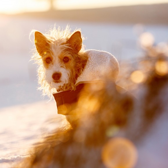 Capa Para C�o Imperme�vel Com Pelo 55 CM KERBL