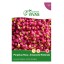 Perptua Roxa 0,2 G SEMENTES VIVAS
