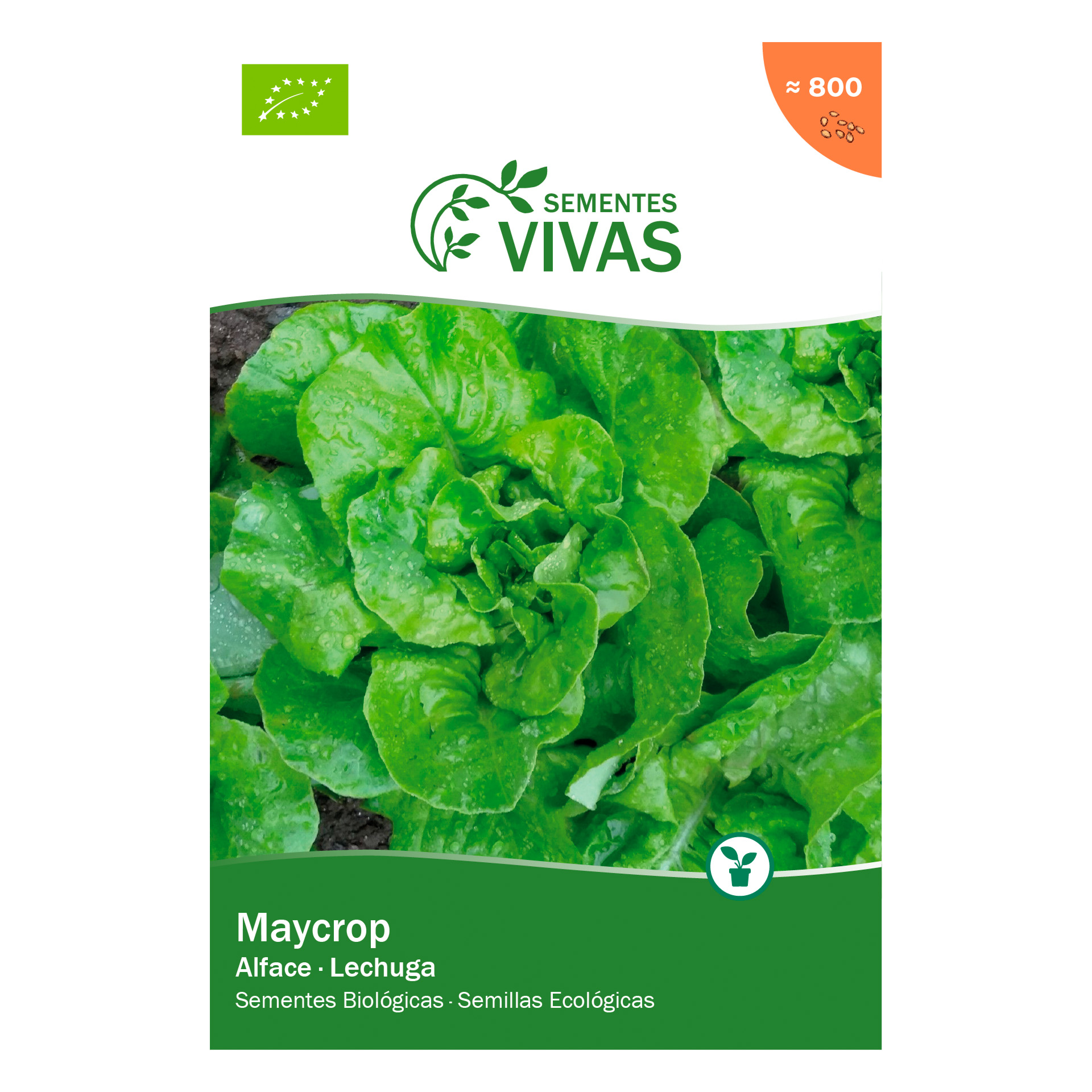 Alface Maycrop 1 G SEMENTES VIVAS