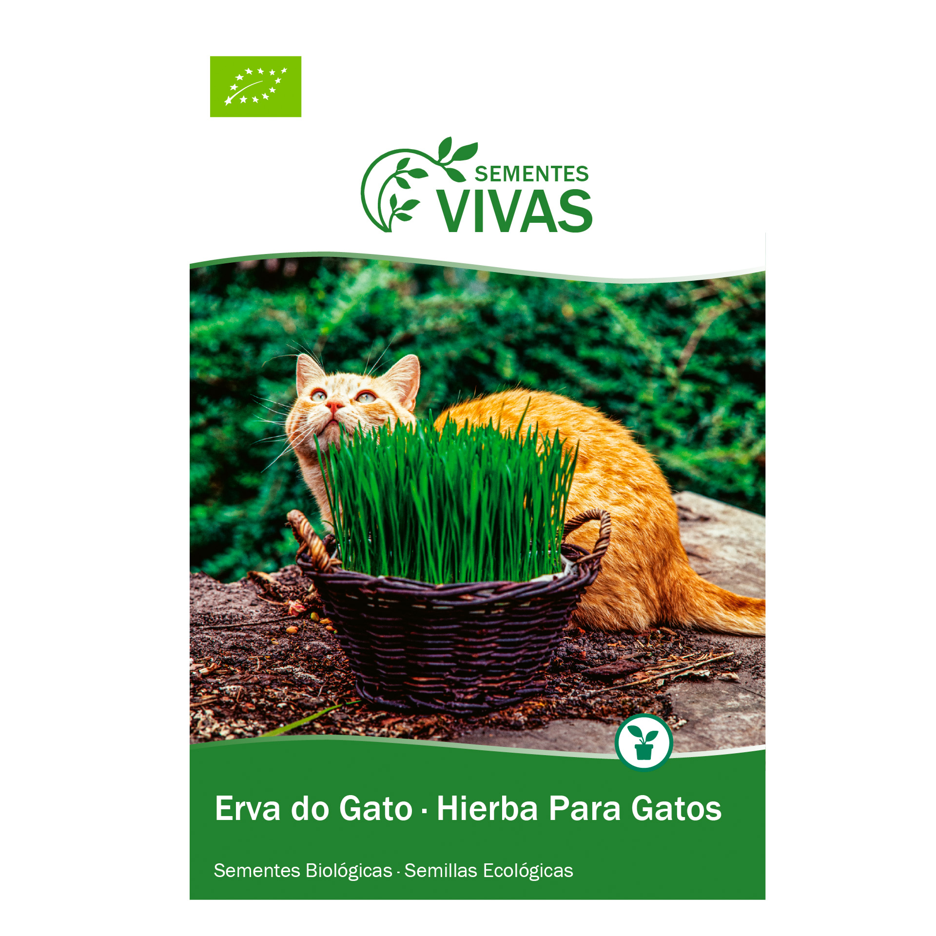 Erva Gato 10 G SEMENTES VIVAS