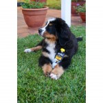 Iogurte Salmo Pele E Plo P/Co 115 G YOWUP