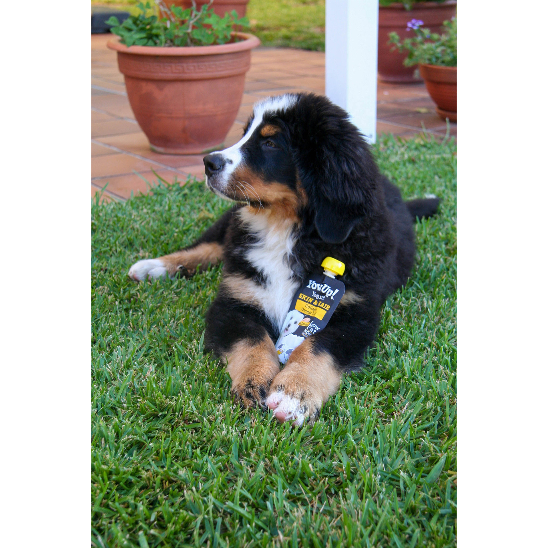 Iogurte Salmão Pele E Pêlo P/Cão 115 G YOWUP