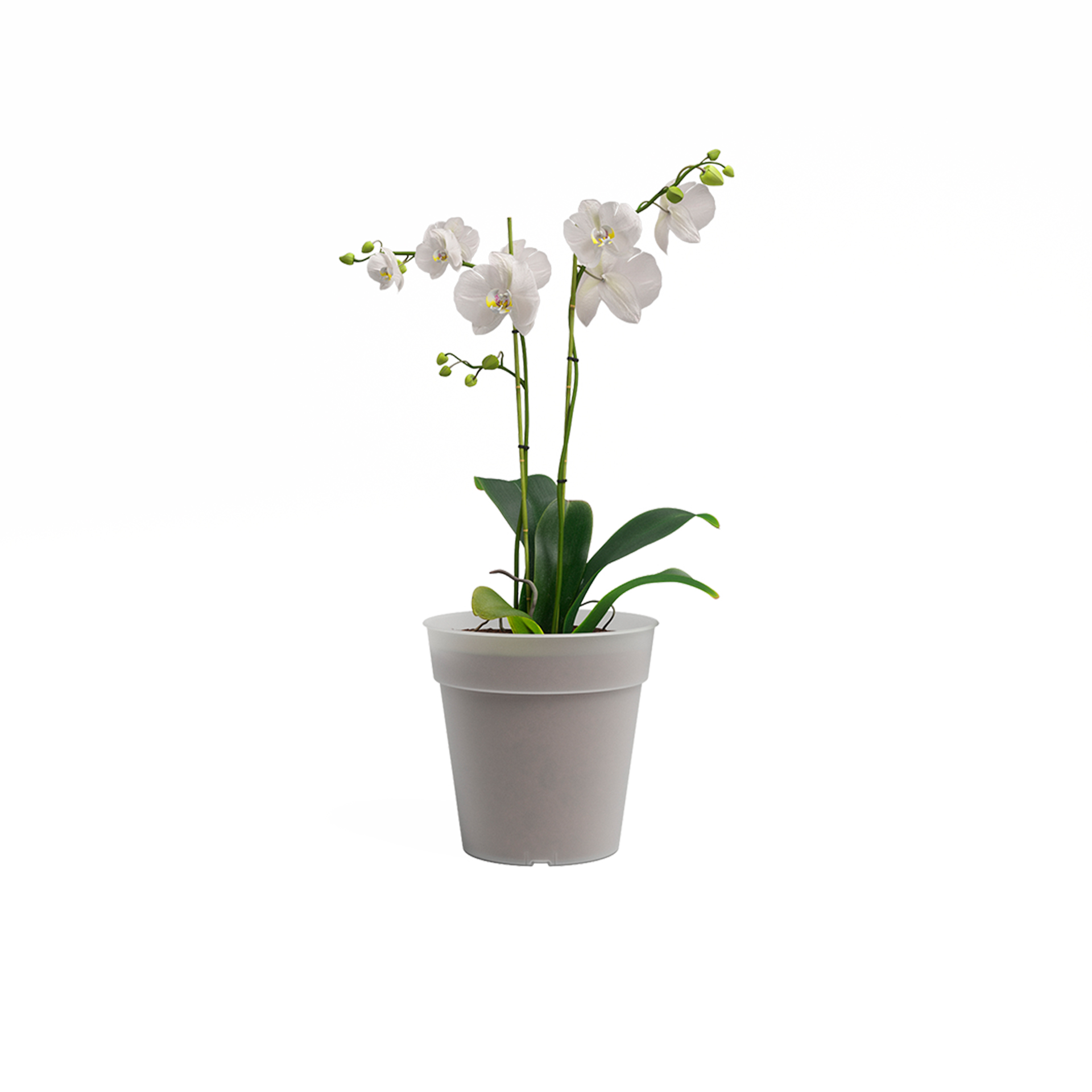 Vaso Orquídea Madagáscar 15 CM ARTEVASI