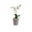 Vaso Orqudea Madagscar 15 CM ARTEVASI