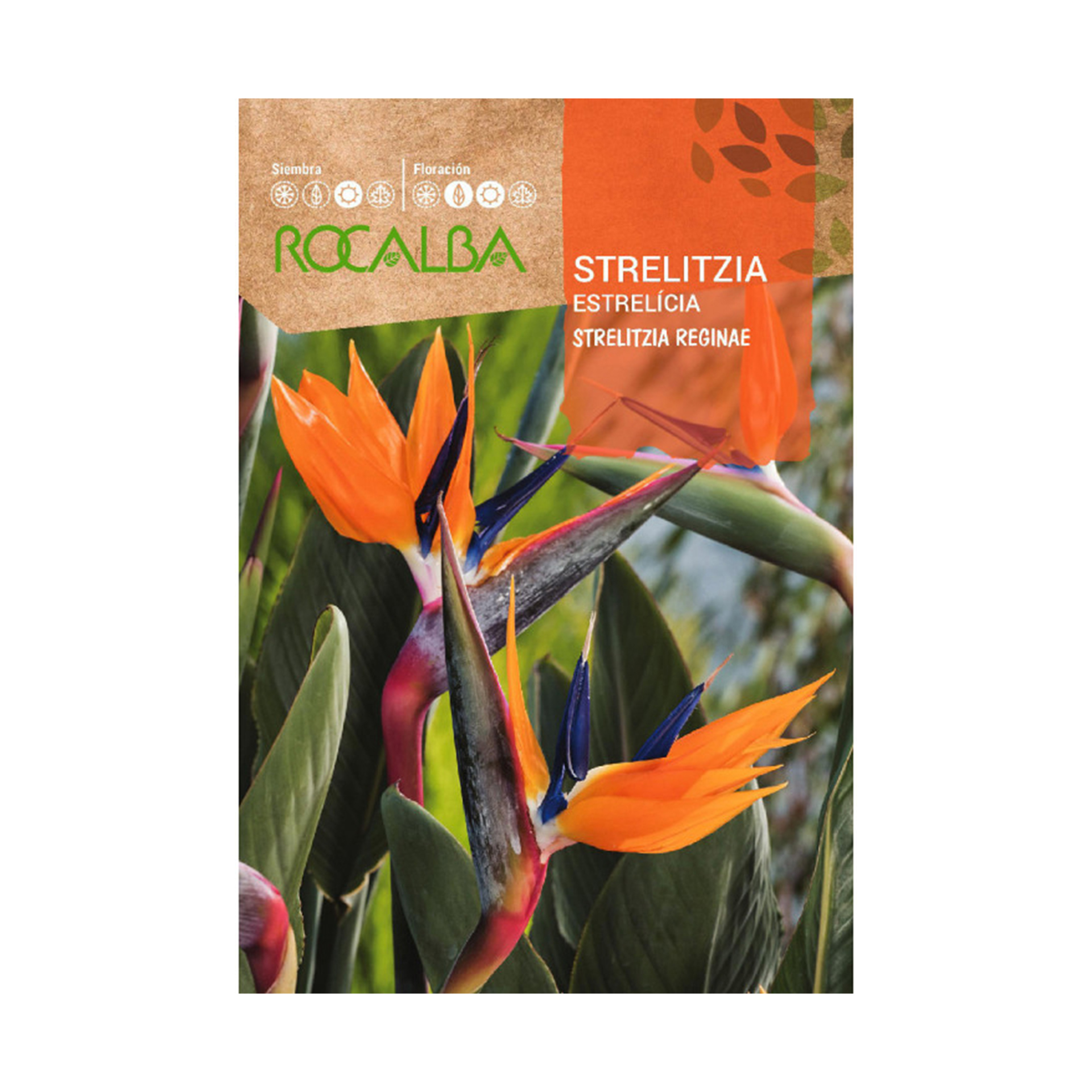 Estrelicia Reginae 3 Sementes ROCALBA