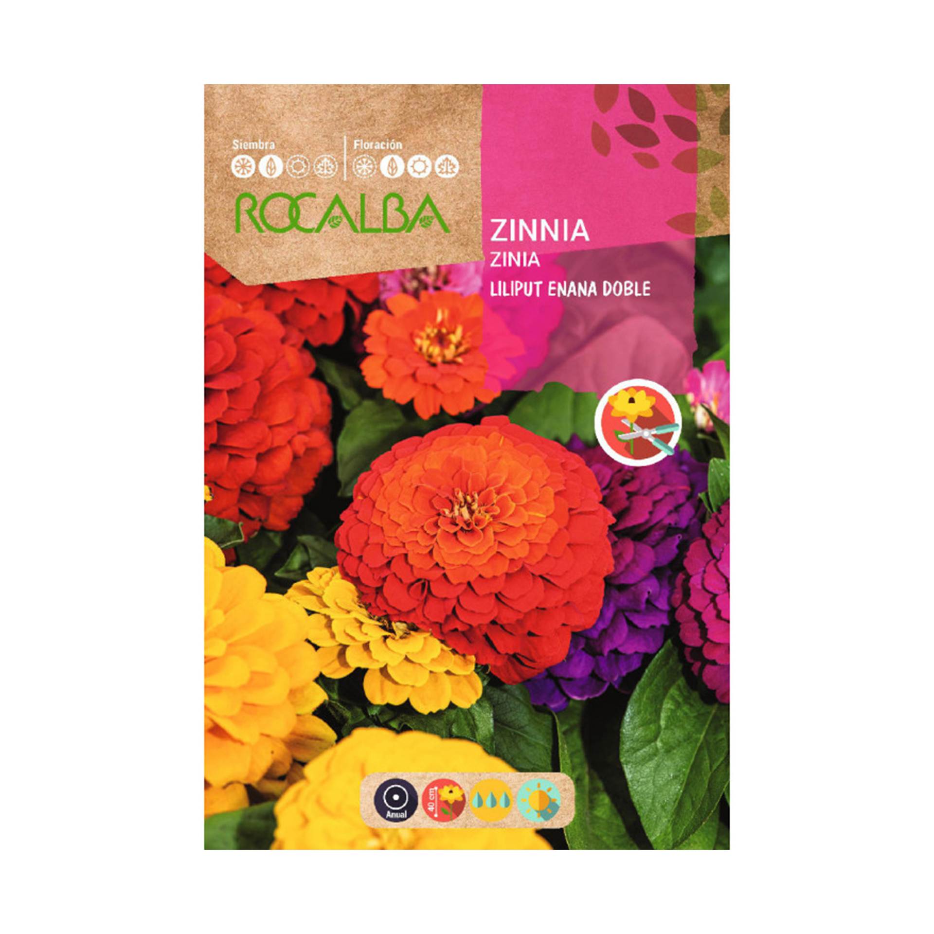 Zinia Liliput 6 G ROCALBA