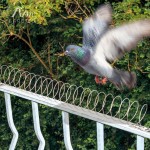 BARREIRA ESPIRAL PARA PÁSSAROS 240-500CM BARREIRA ESPIRAL PARA PÁSSAROS 240-500CM