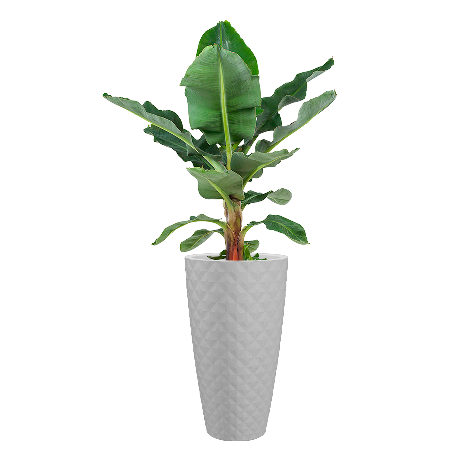 Vaso Havana Tropical Branco 70 CM ARTEVASI