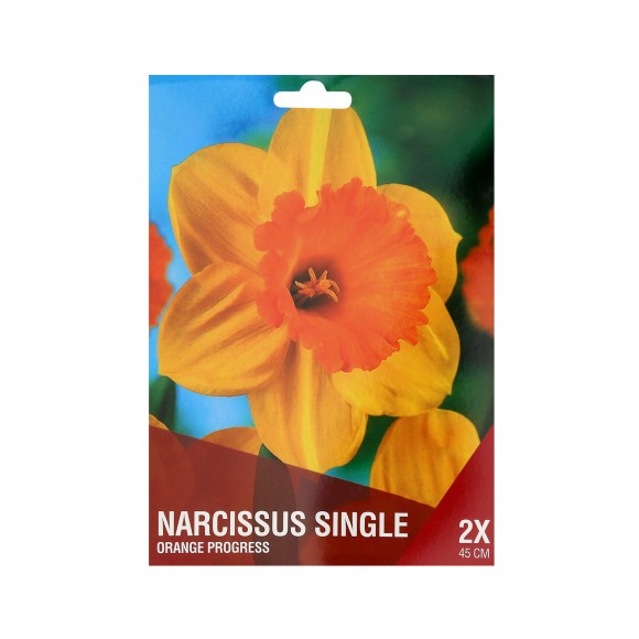 Narciso Amarelo/Laranja 2 Bolbos