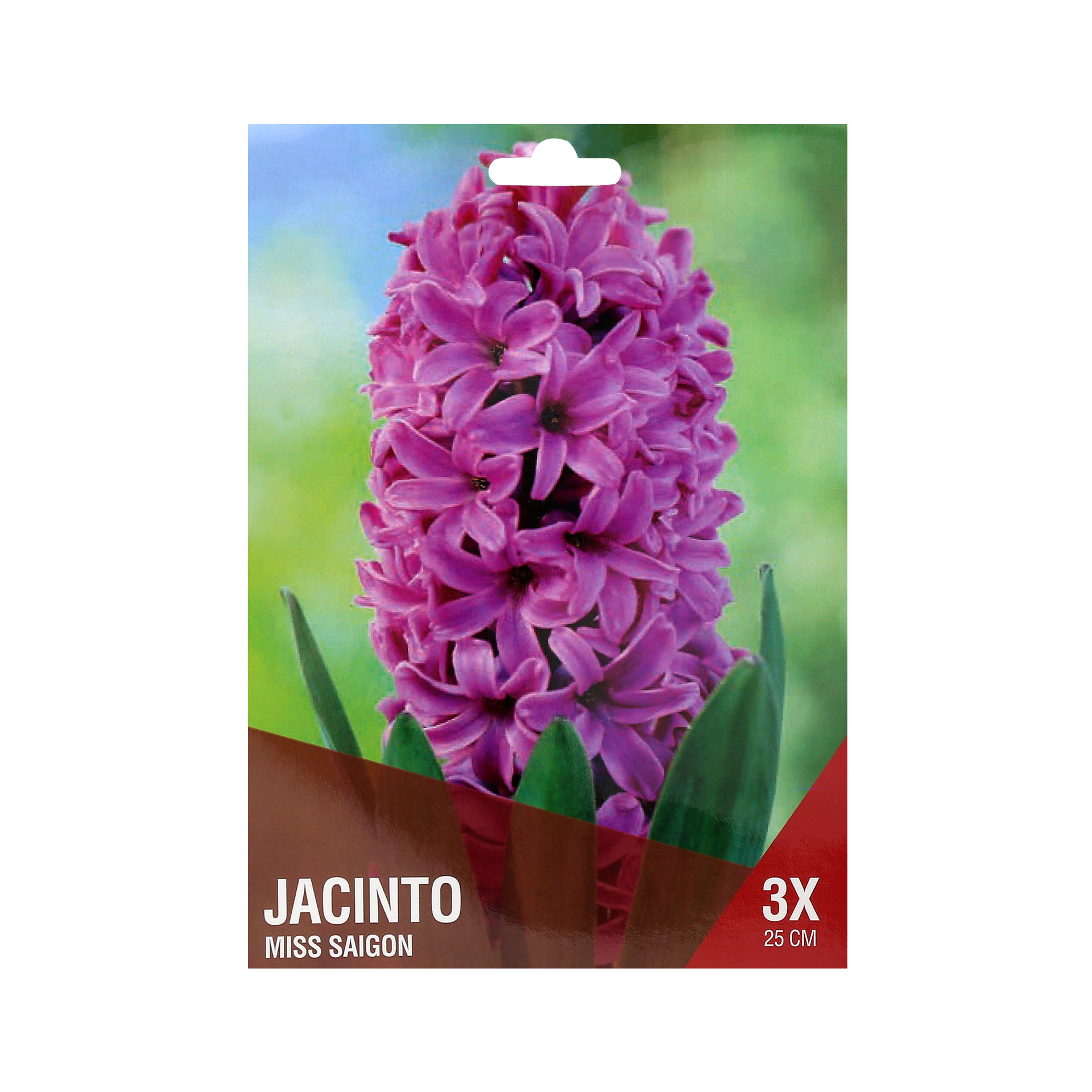 Jacinto Roxo 3 Bolbos