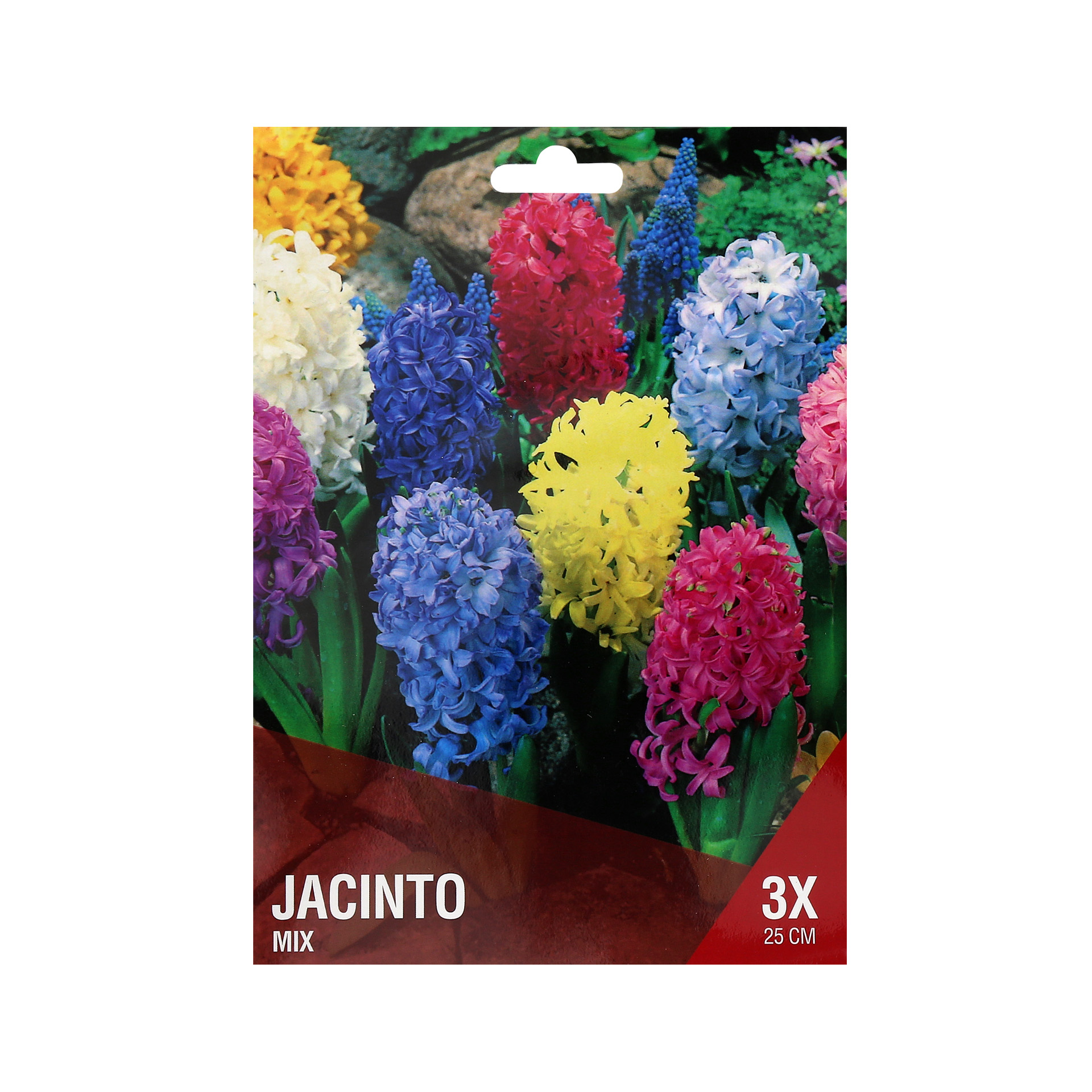 Jacinto Mix 3 Bolbos