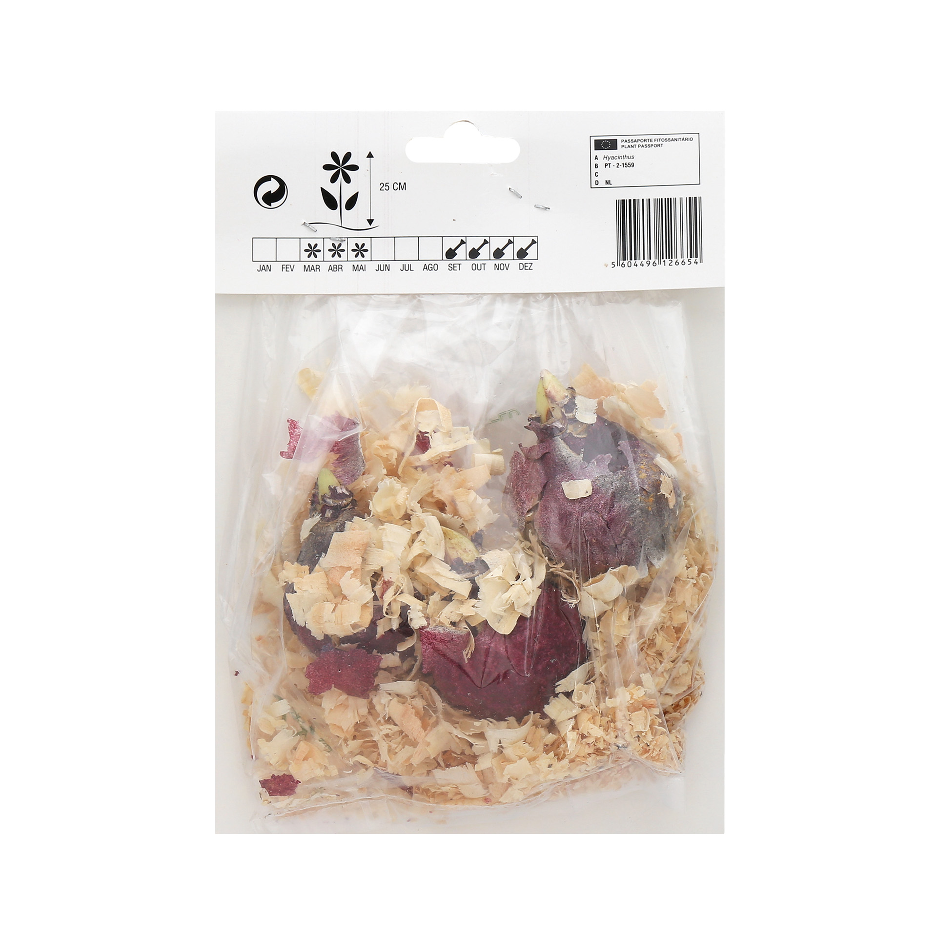 Jacinto Roxo 3 Bolbos