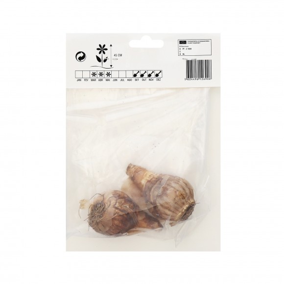 Narciso Amarelo/Laranja 2 Bolbos