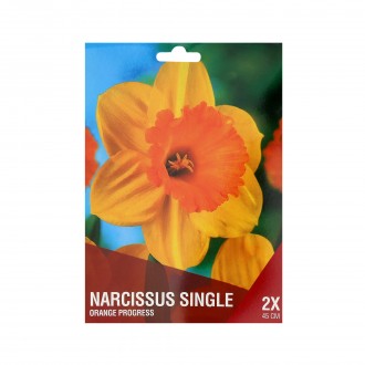 Narciso Amarelo/Laranja 2 Bolbos
