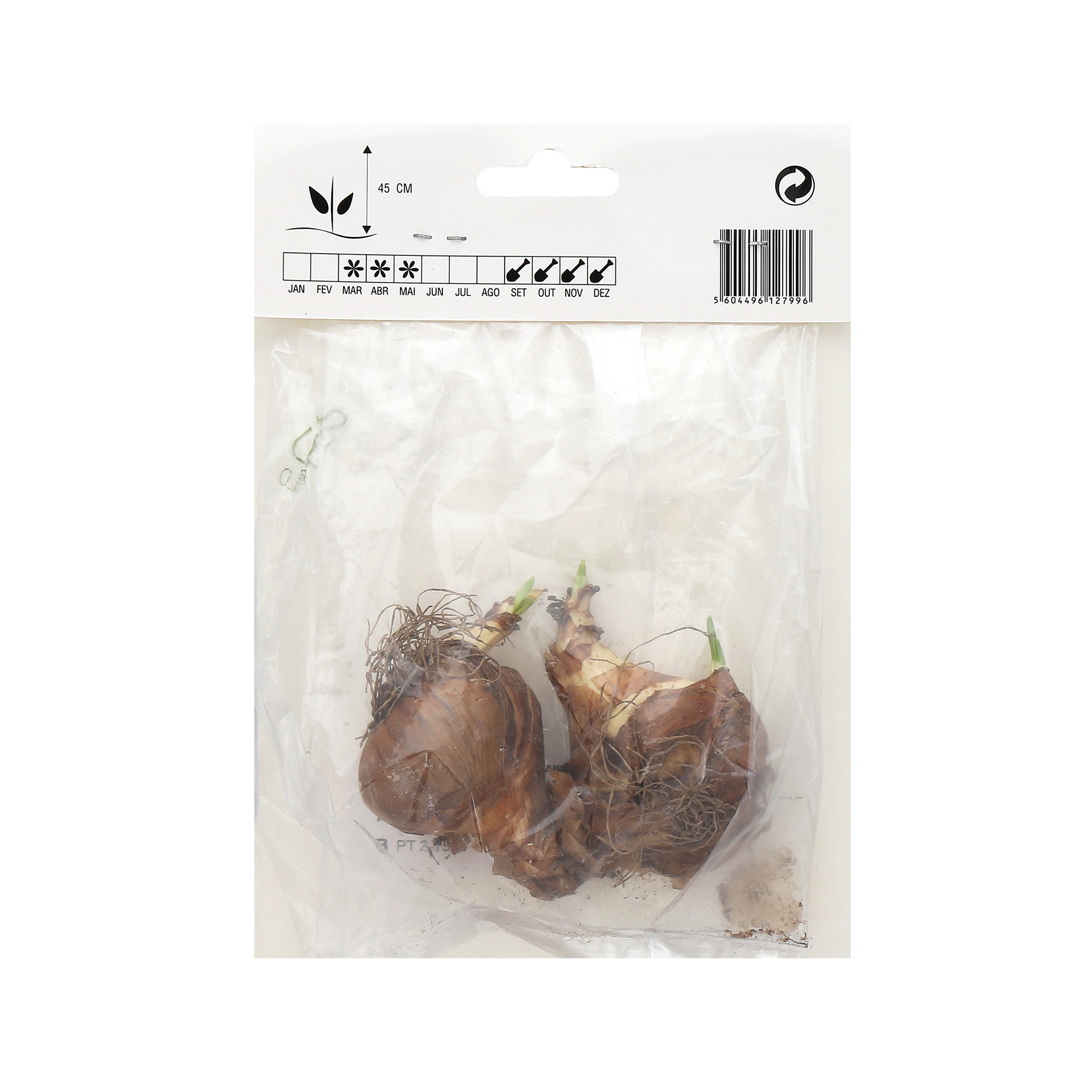 Narciso Branco/Rosa 2 Bolbos