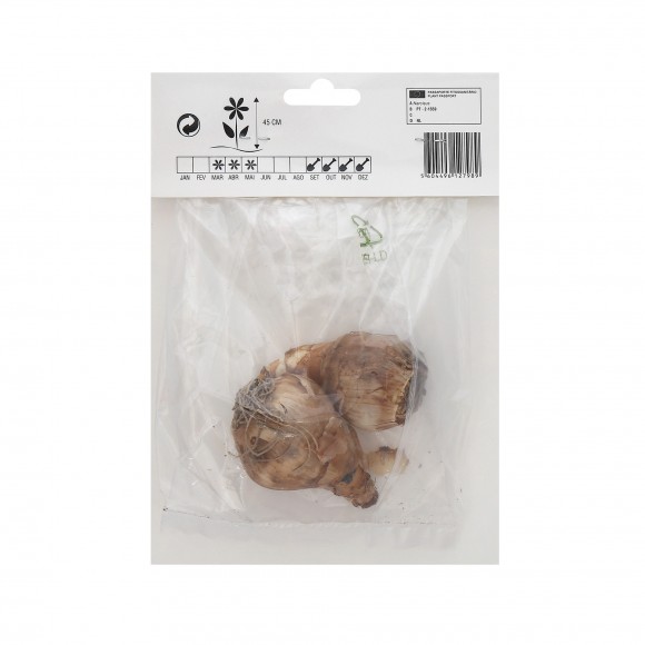 NARCISO SINGELO MIX 2 BOLBOS NARCISO SINGELO MIX 2 BOLBOS