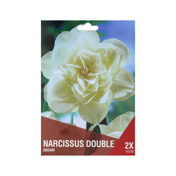 Narciso Dobrado Branco  2 Bolbos