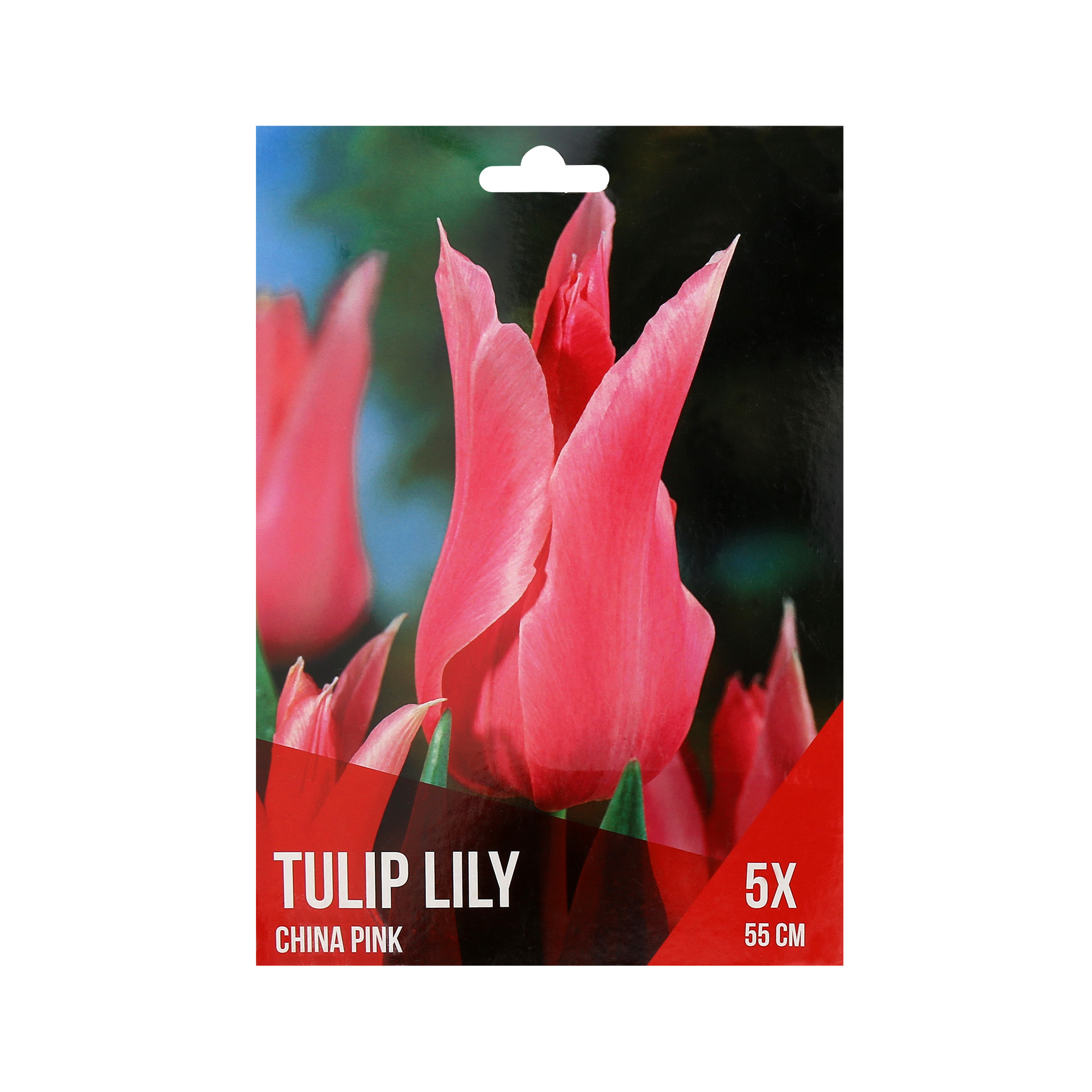 Tulipa Lily Rosa 5 Bolbos
