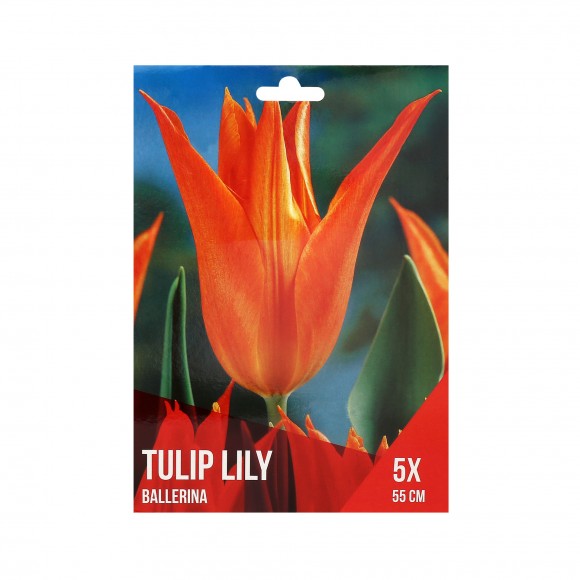 Tulipa Lily Laranja 5 Bolbos