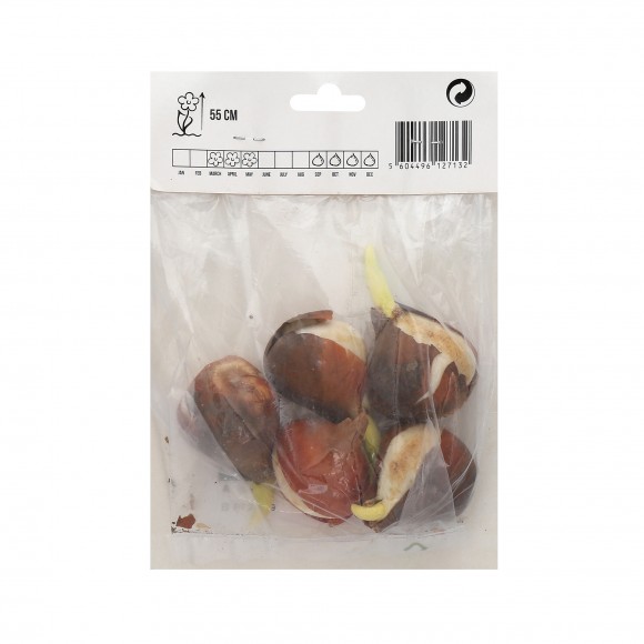 Tulipa Lily Rosa 5 Bolbos