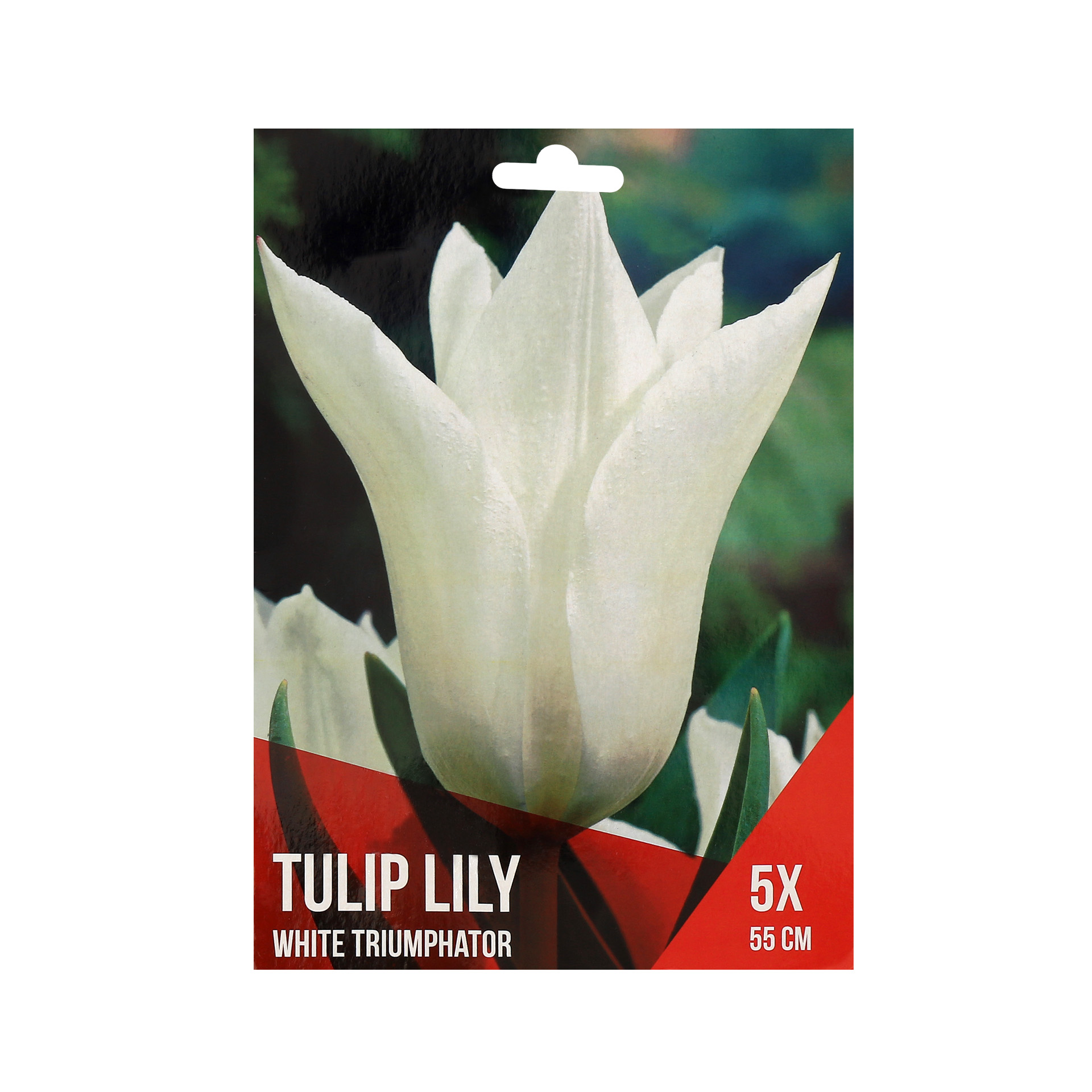 Tulipa Lily Branca 5 Bolbos