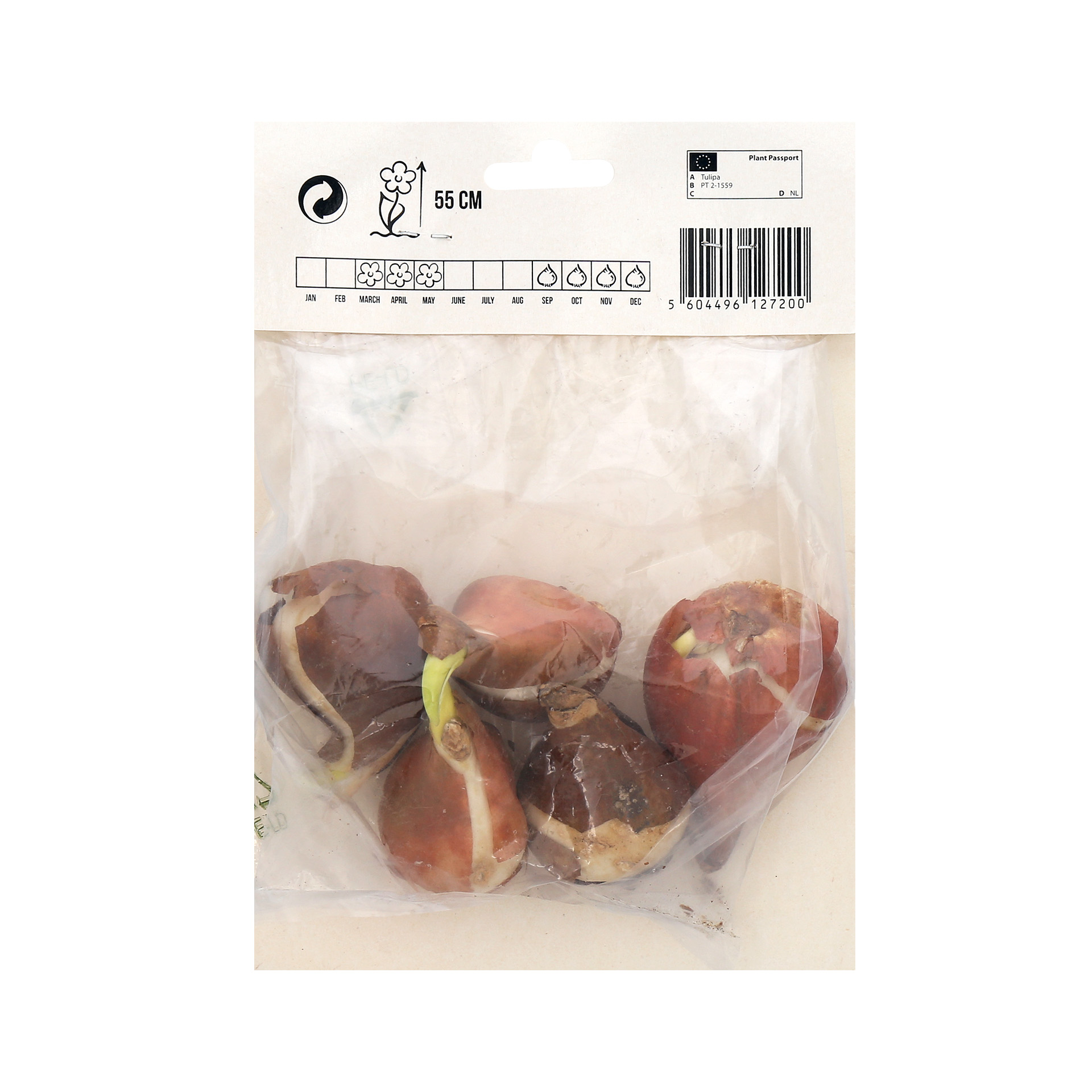 Tulipa Lily Branca 5 Bolbos