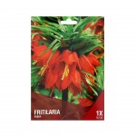 Fritilaria Vermelha 1 Bolbo