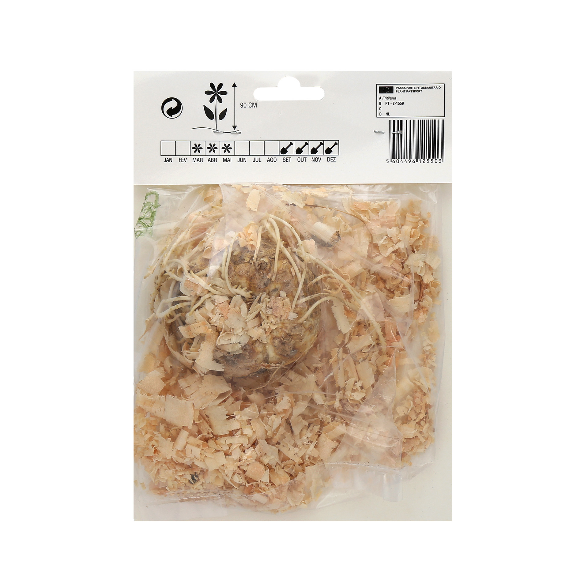 Fritilaria Vermelha 1 Bolbo