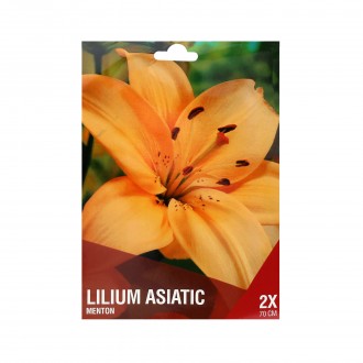 Lilium Asitico Creme 2 Bolbos