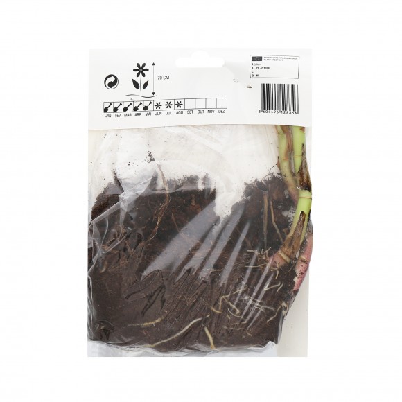 Lilium Asitico Creme 2 Bolbos