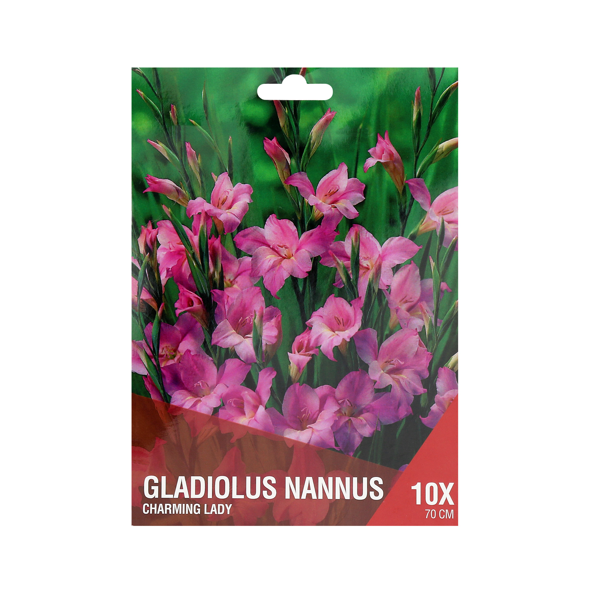 Gladiolo Nannus Lilás 10 Bolbos